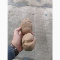 Продам картофель второй сорт