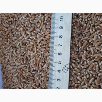 Пшениця 2 кл 1000 тонн, продаж Хмельницька обл