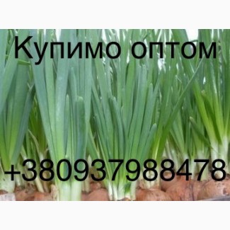 Купляємо цибулю перо 2024 від 10 тон, доставка самовивіз, потрібно 200т в місяць