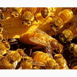 Пчеломатки cordovan Italian