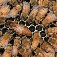 Пчеломатки cordovan Italian