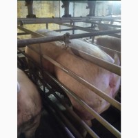 Продам м’ясних свиноматок вагою 250кг, підтягнуті з гарним виходом мяса
