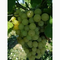 Продам виноград, сорт Мускат Янтарный
