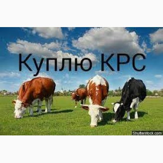 ДОРОГО Корови на тримання та Мясо В Сумской Обл