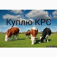 ДОРОГО Корови на тримання та Мясо В Сумской Обл