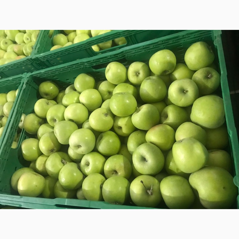 Фото 11. Продам яблука Фреш холод Хмельницька область Городок