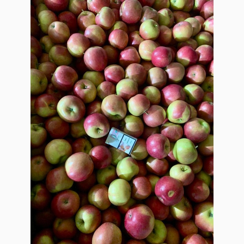 Фото 12. Продам яблука Фреш холод Хмельницька область Городок