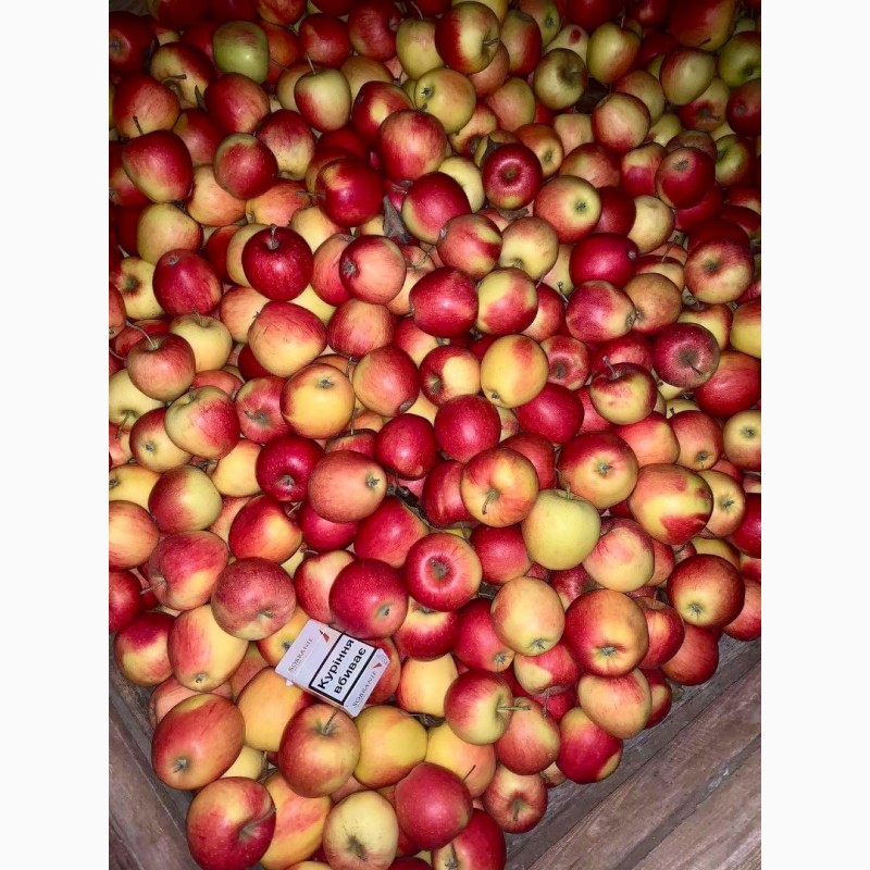 Фото 13. Продам яблука Фреш холод Хмельницька область Городок
