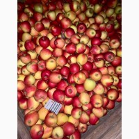 Продам яблука Фреш холод Хмельницька область Городок