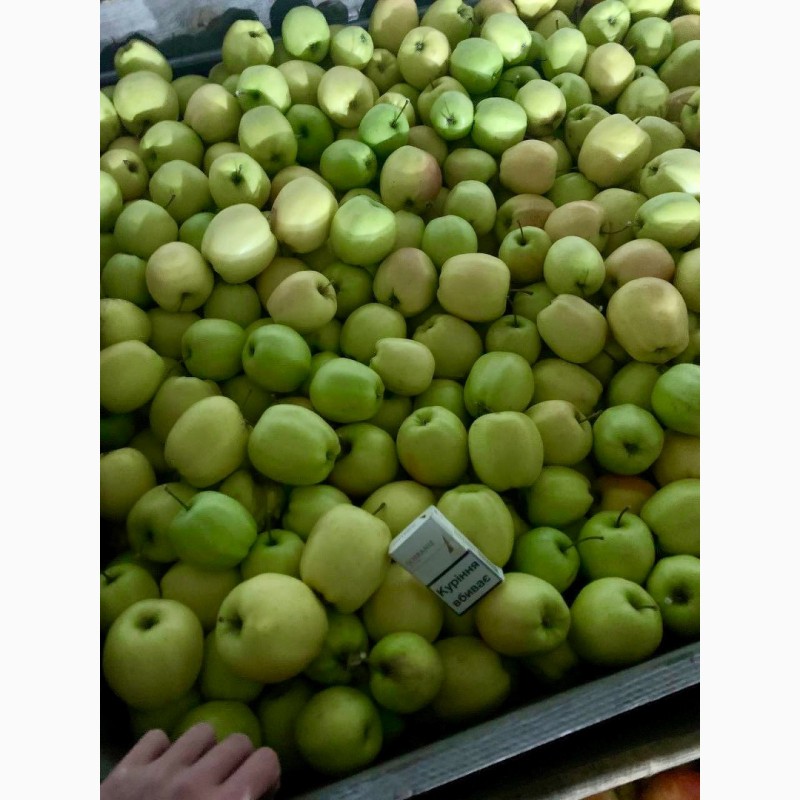 Фото 14. Продам яблука Фреш холод Хмельницька область Городок