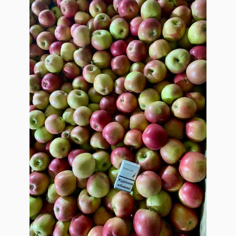 Фото 15. Продам яблука Фреш холод Хмельницька область Городок