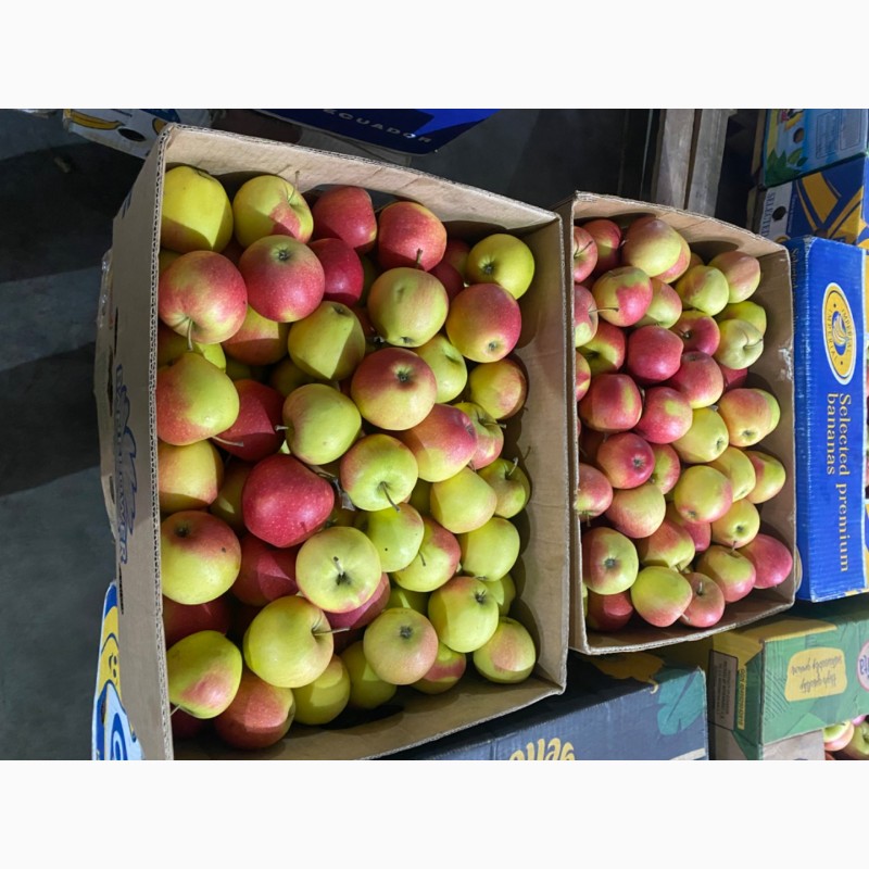 Фото 16. Продам яблука Фреш холод Хмельницька область Городок