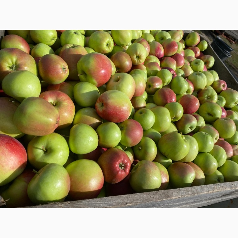 Фото 2. Продам яблука Фреш холод Хмельницька область Городок