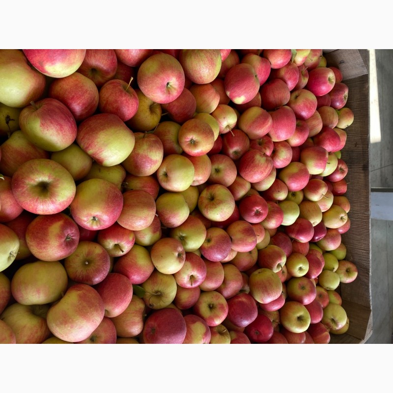 Фото 3. Продам яблука Фреш холод Хмельницька область Городок