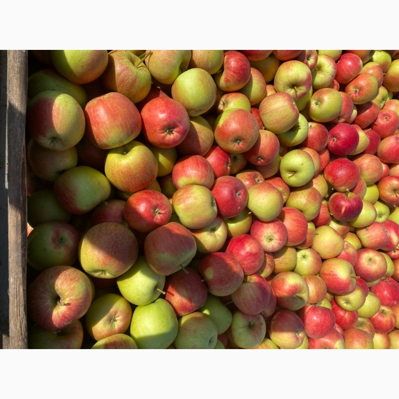 Фото 4. Продам яблука Фреш холод Хмельницька область Городок