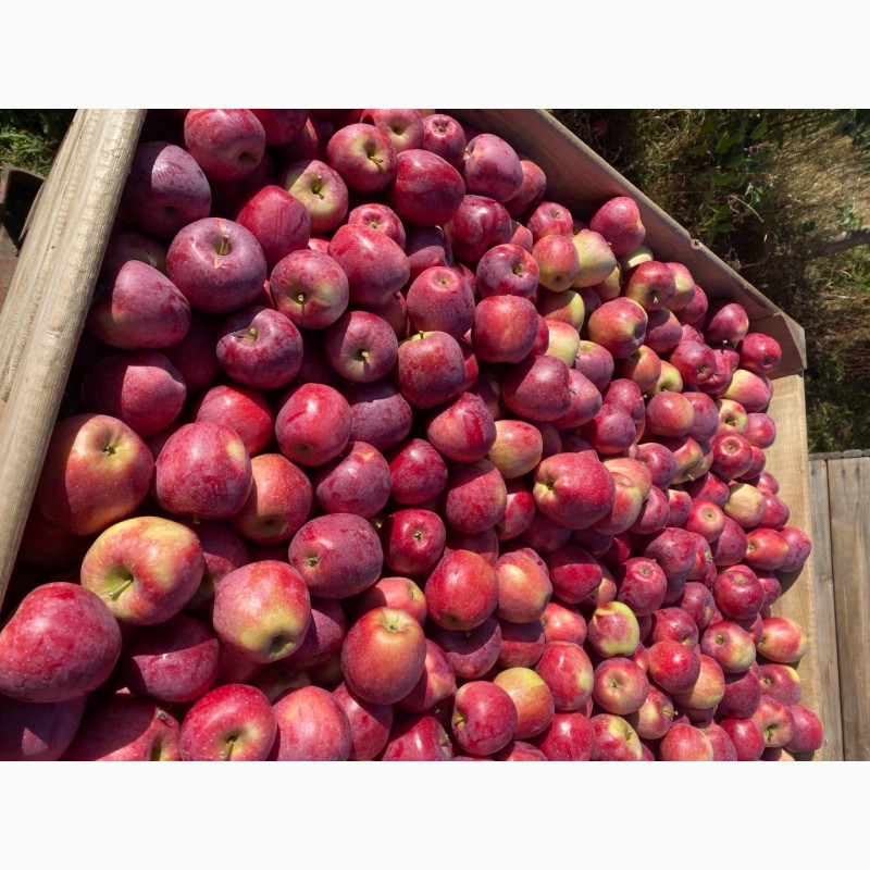 Фото 7. Продам яблука Фреш холод Хмельницька область Городок