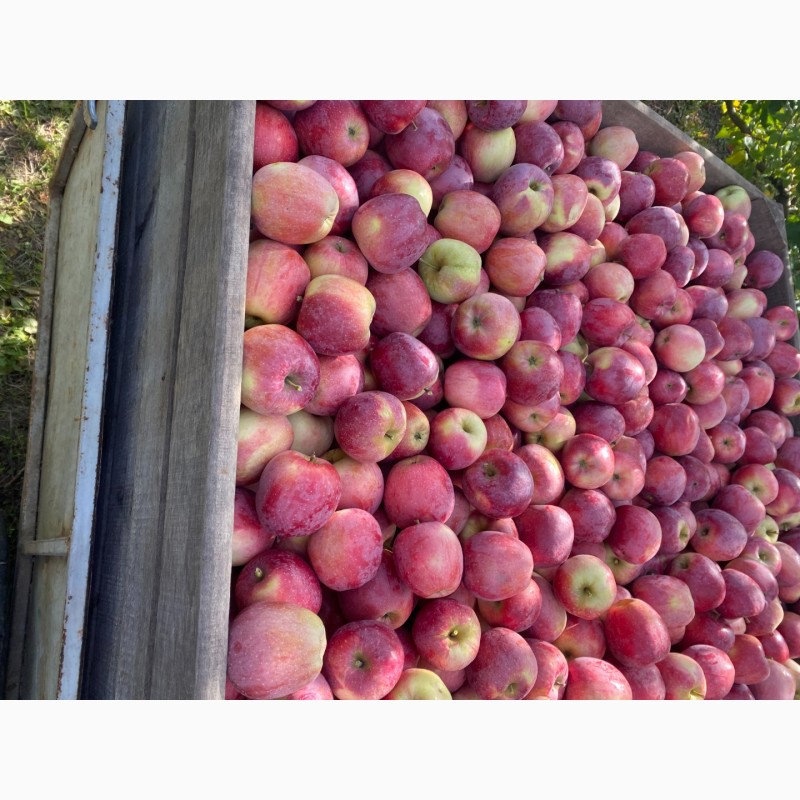 Фото 9. Продам яблука Фреш холод Хмельницька область Городок
