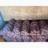 Продам картофель от 5ти тонн