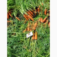 Продам моркву сорт Каспій