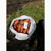 Продам моркву сорт Каспій