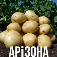 Продам товарный картофель разных сортов От населения