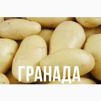 Продам товарный картофель разных сортов От населения