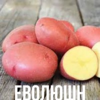 Продам товарный картофель разных сортов От населения