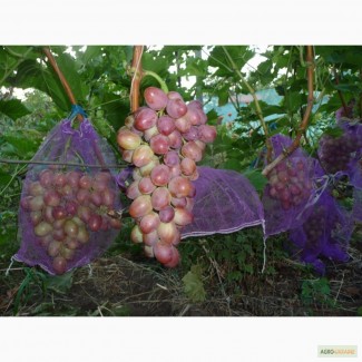Сетка на виноград