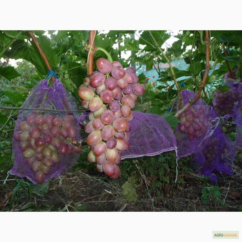 Сетка на виноград