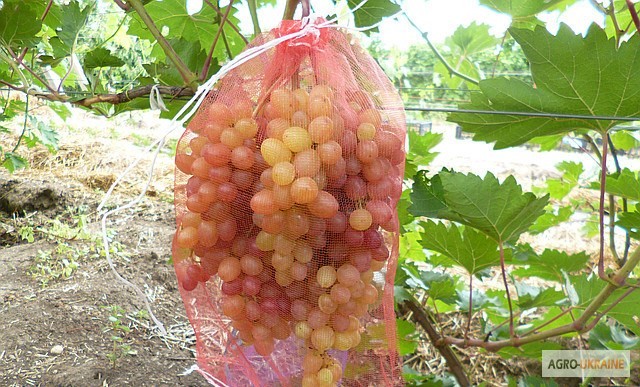 Фото 2. Сетка на виноград