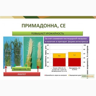 Примадонна - новый гербицид для защиты зерновых культур ( Щелково Агрохим) Цена 10 $/л