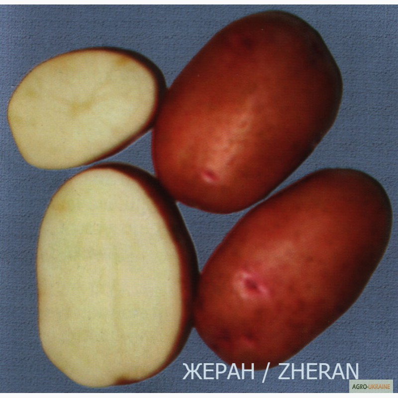 Беллароза картофель характеристика отзывы вкусовые. Розара семена картофеля. Картофель семенной, суперранний Снегирь. Картофель Розара фото.