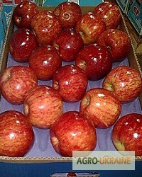 Фото 4. Предлагаю прямые поставки груши, яблоки из Аргентины, Чили