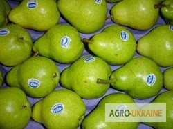 Фото 6. Предлагаю прямые поставки груши, яблоки из Аргентины, Чили