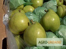 Фото 7. Предлагаю прямые поставки груши, яблоки из Аргентины, Чили