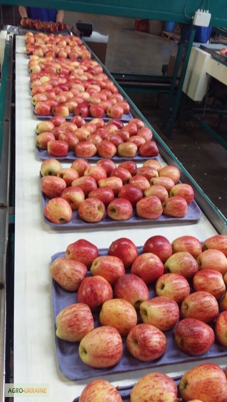 Фото 5. Предлагаю прямые поставки груши, яблоки из Аргентины, Чили