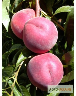 Фото 2. НОВЫЕ сорта саженцев персиков от производителя