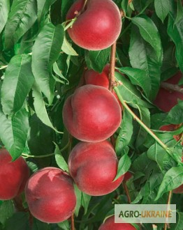 Фото 3. НОВЫЕ сорта саженцев персиков от производителя