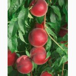 НОВЫЕ сорта саженцев персиков от производителя