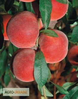 Фото 4. НОВЫЕ сорта саженцев персиков от производителя