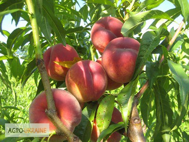 Фото 5. НОВЫЕ сорта саженцев персиков от производителя