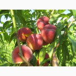 НОВЫЕ сорта саженцев персиков от производителя