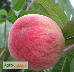 Фото 6. НОВЫЕ сорта саженцев персиков от производителя
