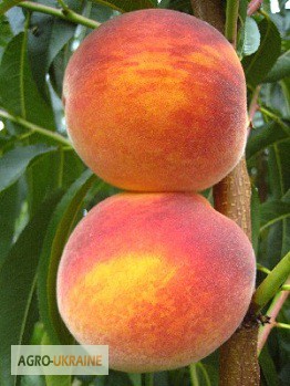 Фото 7. НОВЫЕ сорта саженцев персиков от производителя