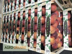 Фото 11. Продаем персики из Испании