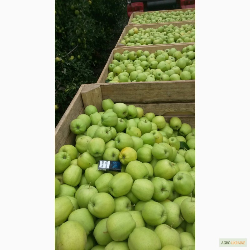 Фото 6. Продажа яблук високої якості. Чернівці - Кельменці