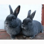 Продам кроликов Новозеландской и Венской голубой пород