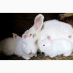 Продам кроликов Новозеландской и Венской голубой пород