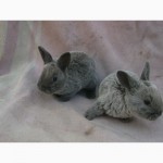 Продам кролей породы Рекс