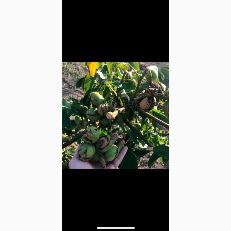 Фото 3. Продам саженцы грецкого ореха Идеал 1, 7 метра, продажа весна 2021. Оригинал сорта